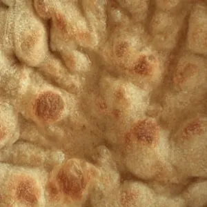 Pinsa bodem - rond Ø 30cm (2 stuks)